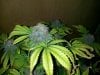IMG_20130413_003044.jpg