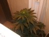 White widow 028.jpg