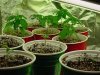 mrhowardmarks-albums-grow-journal-picture16114-green-superskunk-red-mango.jpg