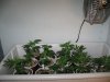 three weeks from taking cuttings 001.jpg