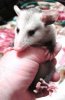 babypossum.jpg