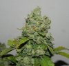 Seedsman White Widow(Topped) - Cola 1.jpg