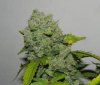 Seedsman White Widow(Topped) - Cola 2.jpg