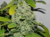 Seedsman White Widow(Topped) - Cola 5.jpg