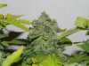 Seedsman White Widow(Topped) - Cola 6.jpg