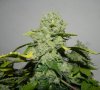 Seedsman White Widow(Topped) - Cola Mass.jpg