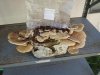 Polyporus-sqamosus1.1.jpg