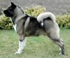 akita.jpg