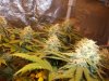 Herb Man Hustling  Week 8 Flowering 031.jpg