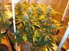 Herb Man Hustling  Week 8 Flowering 042.jpg