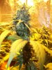 Herb Man Hustling  Week 8 Flowering 014.jpg