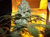 Herb Man Hustling  Week 8 Flowering 030.jpg