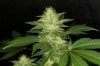 romulan_day27-7.jpg