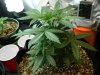 G13 Diesel Auto Week 4 Day 3c.jpg