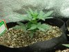 Dinafem White Widow Auto Week 4 Day 3a.jpg