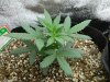 Dinafem White Widow Auto Week 4 Day 3b.jpg