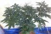 malacath-489714-albums-holy-grail-kush-8-ball-kush-strawberry-blue-moby-dick-cannalope-kush-grap.jpg