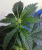 malacath-489714-albums-holy-grail-kush-8-ball-kush-strawberry-blue-moby-dick-cannalope-kush-grap.jpg