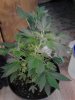 G-13 Labs. Chocolate Heaven. 1st week flowering. 04-29.jpg