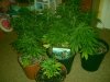 Trainwreck Clones 42 Days + Nirvana Northen Lights 35 Days From Seed Group 1.jpg