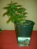Nirvana Northern Lights 35 Days From Seed Tied 1.jpg