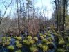 swamp.jpg