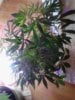 Peyote Purple clones. week 1 flowering. 05-01.jpg