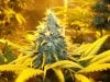 Herb Man Hustling  Week 9 Flowering 007.jpg