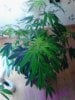 Royal Queen Critical. clone (1) 05-02.jpg