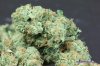 Feb-19-Sour-Diesel002.jpg