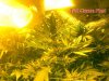Tall-Cheese-plant.jpg