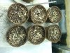 8 weeks and red diesel seedlings006.jpg