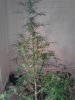 Belladonna (1). 4th week flowering. 05-12.jpg