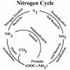 Nitrogen_Cycle-4.jpg