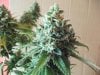 Herb Man Hustling  Week 11 Flowering Under 400w HPS 057.jpg