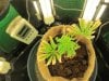 FPOG  one week transplanted 007.jpg