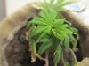 FPOG  one week transplanted 009.jpg