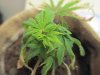 FPOG  one week transplanted 011.jpg