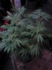 China. 3 ft tall. Flowering. 05-19.jpg
