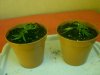 2GTW Rooted Cuttings Potted 20.4.13.jpg