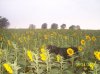 max in the sunflowers..jpg