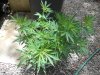 May25bagseedclone_zpsb19de108.jpg