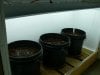 13-05-28_Planted seeds 001riu.jpg