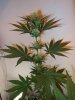 2wf-sativa1.jpg