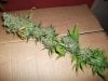 Herb Man Hustling After 11 Weeks Flowering, Cropping, Drying. 002.jpg