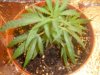 Trainwreck Clone Jun 2013.jpg