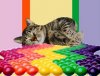 Skittles.cat.goodtimes.jpg