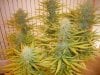 Trainwreck 20 Days Flower 3.jpg