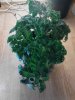 Dwarf Tomato plant. 06-02.jpg