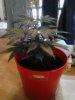 There you have it! Danks way of easy transplanting. 06-03.jpg